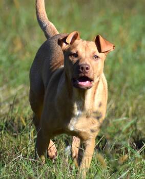 Rescue Cattle Dog Dogs for Adoption in Frederick, Maryland - Clarke-Available @Petsmart 10/19! Www.lhar.dog To Apply! | PetCurious