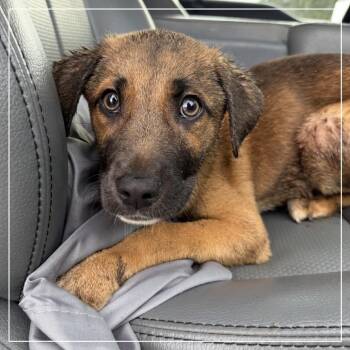 Mixed Breed Dogs Available for Adoption in Little Rock, Arkansas - Ransom | PetCurious