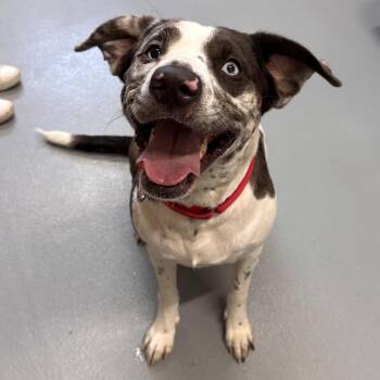 Catahoula Leopard Dog and Mixed Breed Dogs Available for Adoption - Daisy | PetCurious