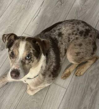 Mixed Breed Dogs Available for Adoption - Kobe | PetCurious