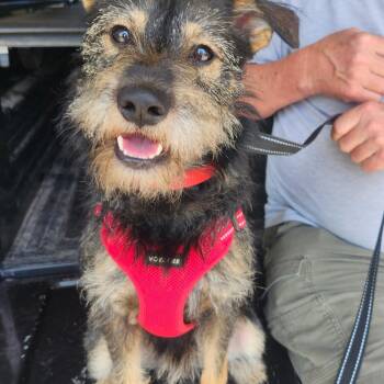 Schnauzer Dogs Available for Adoption in Cedar Rapids, Iowa - Simon | PetCurious