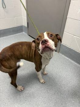 HANK -  Pit Bull Terrier Dog for Adoption in Indianapolis, Indiana - HANK | PetCurious