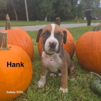 Hank -  Boxer Dog for Adoption in Navarre, Florida - Hank | PetCurious
