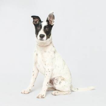 Cattle Dog Dogs Available for Adoption in Grand Forks, North Dakota - Ghost | PetCurious