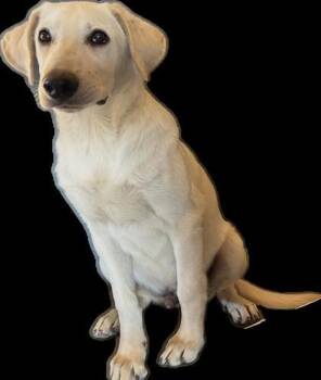 Yellow Labrador Retriever and Labrador Retriever Dogs Available for Adoption in Boulder, Colorado - Wally | PetCurious