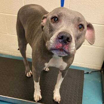 Mixed Breed Dogs Available for Adoption - GINGER | PetCurious