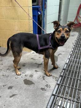 Rescue Rottweiler Dogs for Adoption in Stockton, California - HEIHEI | PetCurious