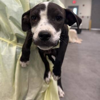 Don Julio -  Mixed Breed Dog for Adoption in Las Cruces, New Mexico - Don Julio | PetCurious