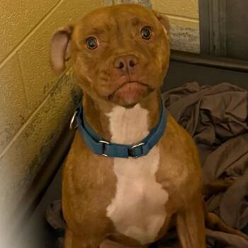Aaliyah -  Pit Bull Terrier Dog for Adoption in Waldorf, Maryland - Aaliyah | PetCurious