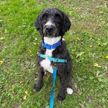 Kyle -  Labradoodle Dog for Adoption in Phoenixville, Pennsylvania - Kyle | PetCurious