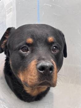 Rottweiler Dogs Available for Adoption - SHOOKA | PetCurious