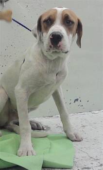 CYAN -  Staffordshire Bull Terrier and Mixed Breed Dog for Adoption in Houston, Texas - CYAN | PetCurious
