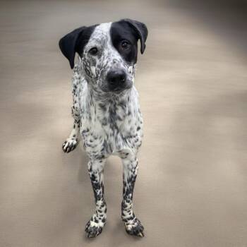 Mixed Breed Dogs Available for Adoption - Buck | PetCurious