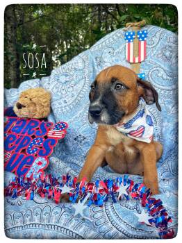 Sosa -  American Bulldog and Pit Bull Terrier Dog for Adoption in Sebring, Florida - Sosa | PetCurious