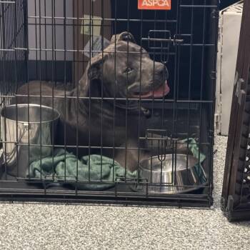 Beau -  Mixed Breed Dog for Adoption in Port Charlotte, Florida - Beau | PetCurious