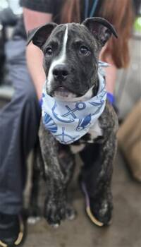 DOZER -  Mixed Breed Dog for Adoption in Dallas, Texas - DOZER | PetCurious