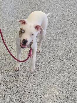 A138733 -  Mixed Breed Dog for Adoption in Palmetto, Florida - A138733 | PetCurious