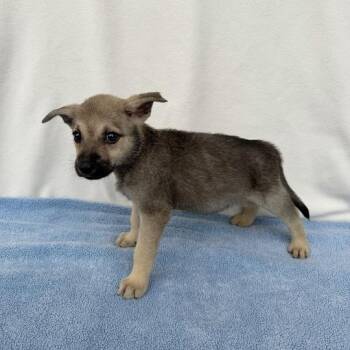 Doodlebop -  German Shepherd Dog and Mixed Breed Dog for Adoption in Carencro, Louisiana - Doodlebop | PetCurious