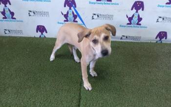 NAOMI -  Pit Bull Terrier and Mixed Breed Dog for Adoption in Orlando, Florida - NAOMI | PetCurious