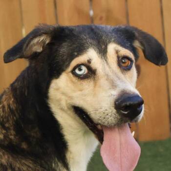 Rescue Husky and Shepherd Dogs for Adoption in Austin, Texas - Helene JuM | PetCurious