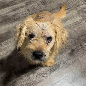 Mixed Breed Dogs Available for Adoption in Alma, Michigan - Louie | PetCurious