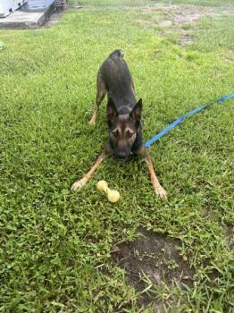 Maui -  Mixed Breed Dog for Adoption in Vero Beach, Florida - Maui | PetCurious