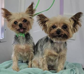 Rescue Yorkshire Terrier Dogs for Adoption in Beaverton, Oregon - Tilly And Veela | PetCurious