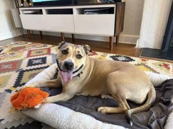 Pit Bull Terrier and Mixed Breed Dogs Available for Adoption in Kansas City, Missouri - Odette | PetCurious