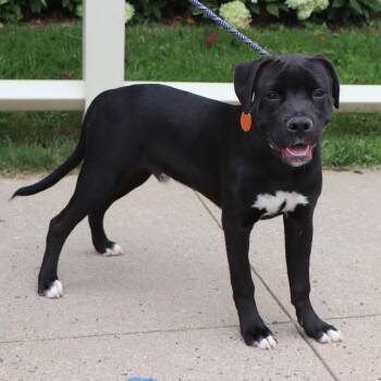 Turtle -  Mixed Breed Dog for Adoption in Port Washington, New York - Turtle | PetCurious