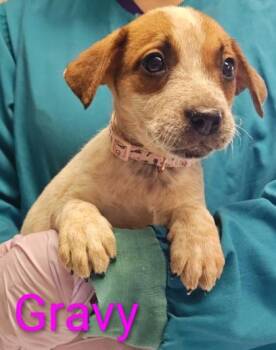Gravy -  Cattle Dog and Mixed Breed Dog for Adoption in Kansas City, Missouri - Gravy | PetCurious