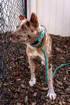 Pudding -  Mixed Breed Dog for Adoption in Chamblee, Georgia - Pudding | PetCurious