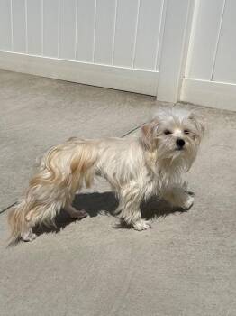 Pearl -  Maltese and Mixed Breed Dog for Adoption in Newberg, Oregon - Pearl | PetCurious