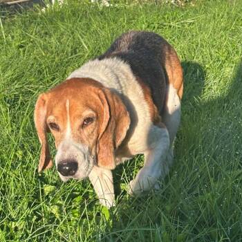 Carson -  Beagle and Mixed Breed Dog for Adoption in Dayton, Ohio - Carson | PetCurious