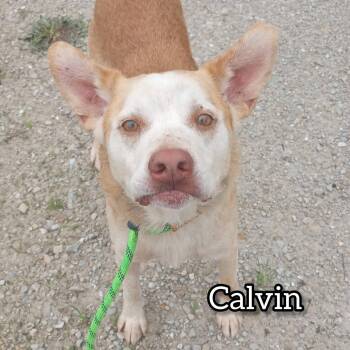 Cattle Dog Dogs Available for Adoption in Hollister, Missouri - Calvin | PetCurious
