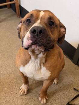 Pit Bull Terrier and Hound Dogs Available for Adoption - Gallagher | PetCurious