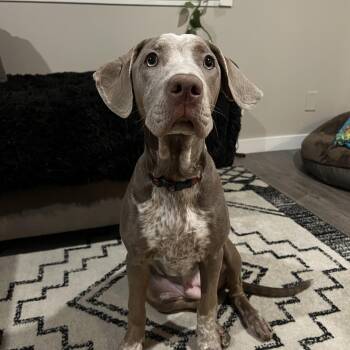 Mixed Breed Dogs Available for Adoption - Dua  | PetCurious