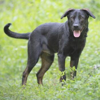 Magnus -  Black Labrador Retriever Dog for Adoption in Chattanooga, Tennessee - Magnus | PetCurious