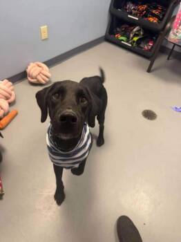 Tenpenny -  Black Labrador Retriever Dog for Adoption in Zanesville, Ohio - Tenpenny | PetCurious