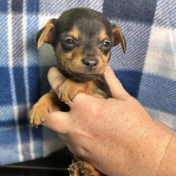 Goose -  Chihuahua Dog for Adoption in Yucaipa, California - Goose | PetCurious