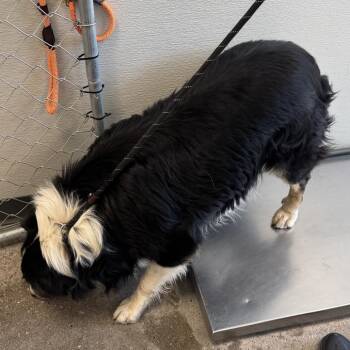 Calvin -  Mixed Breed Dog for Adoption in Las Cruces, New Mexico - Calvin | PetCurious