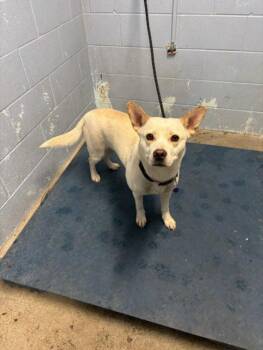 Husky and Corgi Dogs Available for Adoption in Woodland, California - BABYGIRL | PetCurious