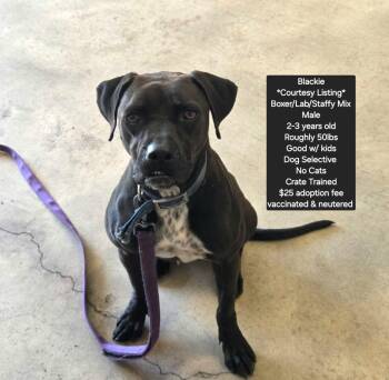 Boxer and Labrador Retriever Dogs Available for Adoption in Oviedo, Florida - Blackie | PetCurious