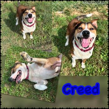 Creed aka Texas -  Mixed Breed Dog for Adoption in Blountville, Tennessee - Creed Aka Texas | PetCurious