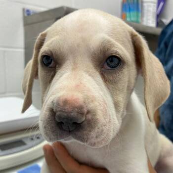 Eclair -  Labrador Retriever and Mixed Breed Dog for Adoption in Corpus Christi, Texas - Eclair | PetCurious