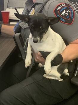 Rescue Rat Terrier Dogs for Adoption in Casper, Wyoming - A120035 | PetCurious