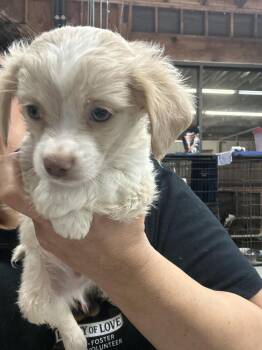 Chihuahua Dogs Available for Adoption - Future | PetCurious