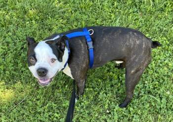 Gus Russo KY4851 -  Boston Terrier Dog for Adoption in Maryville, Tennessee - Gus Russo KY4851 | PetCurious