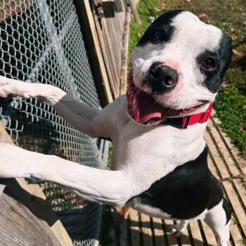 Rescue Terrier and Mixed Breed Dogs for Adoption in Mount Vernon, Indiana - Timber | PetCurious