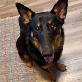 Bongo -  Mixed Breed Dog for Adoption in Buffalo, Minnesota - Bongo | PetCurious