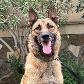 Rescue German Shepherd Dog and Belgian Shepherd Malinois Dogs for Adoption in New York, New York - Bruno | PetCurious